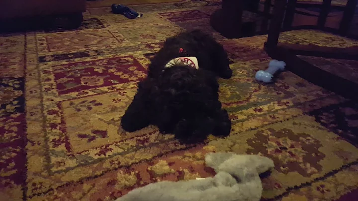 Murphy Plays With His First Tomato