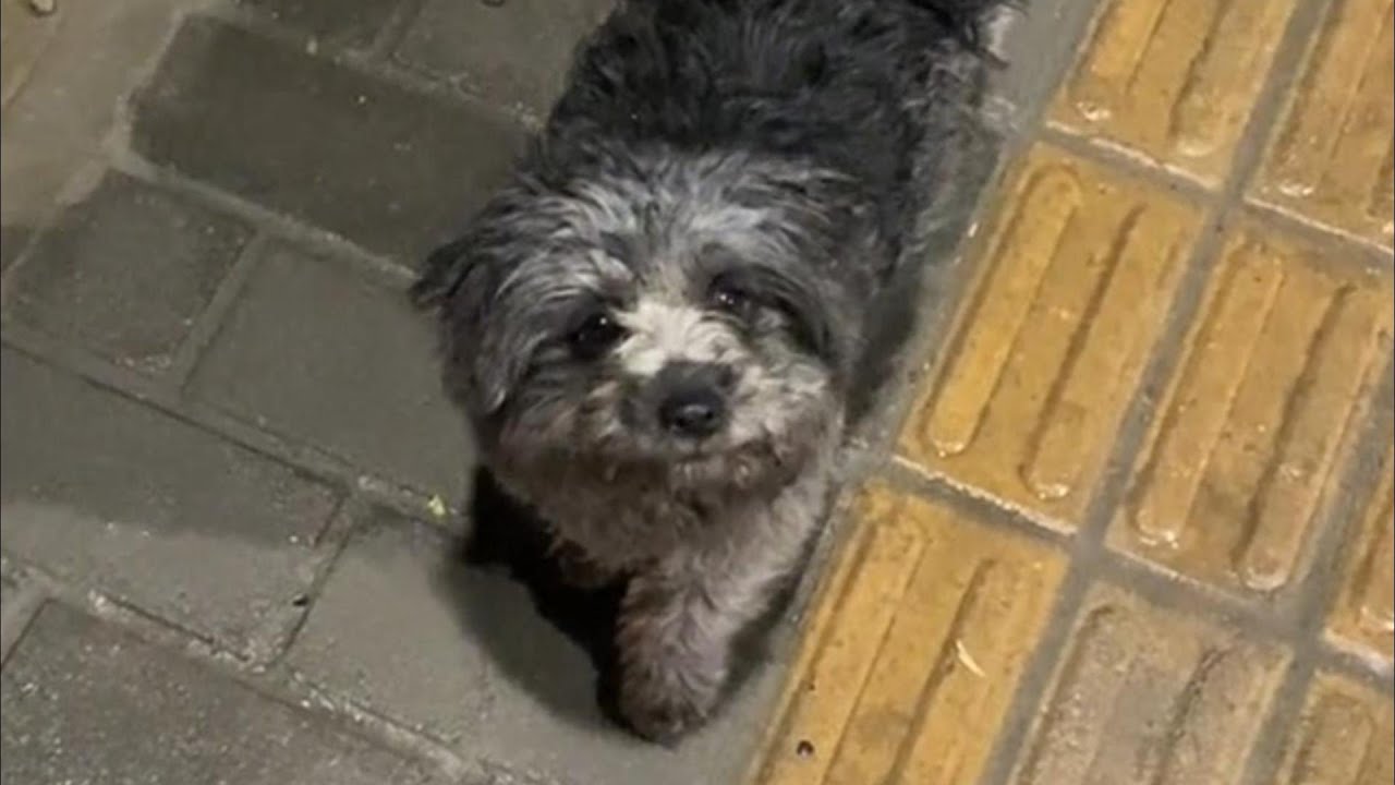 Бродячая собака привела своего новорожденного щенка, чтобы попросить о помощи 😢