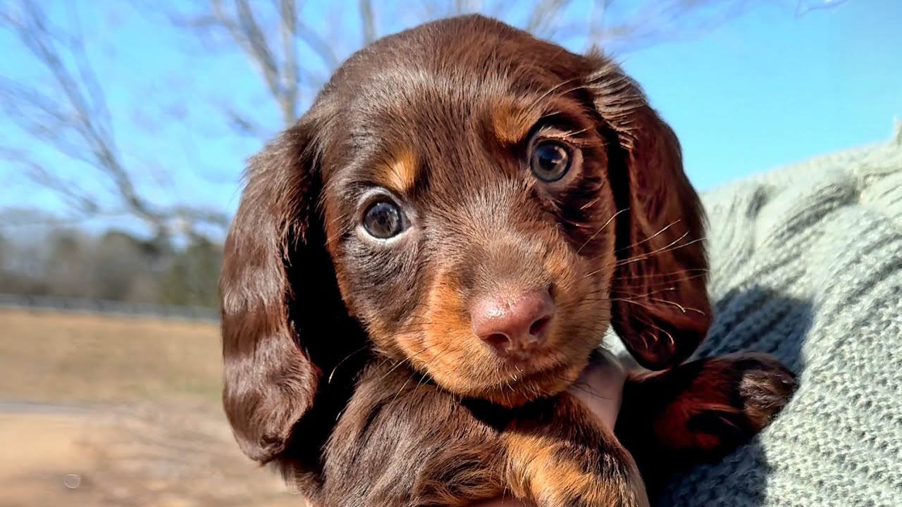 Mini DACHSHUND PUPPY is ADORABLE Enjoying the Sunshine - YouTube