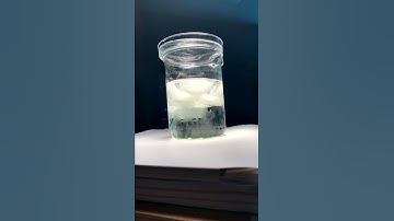 Photosynthesis Floating Disk Lab