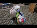 Cockatoo reads a book  