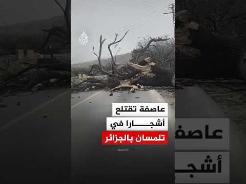 عاصفة تتسبب في اقتلاع أشجار شمال غربي الجزائر