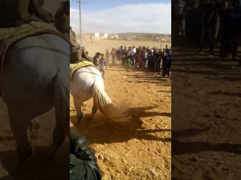 رقص الخيول بلدية واد سبع 2017