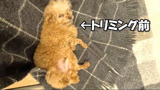 もじゃもじゃ犬をトリミングしたら漫画みたいな犬になった…