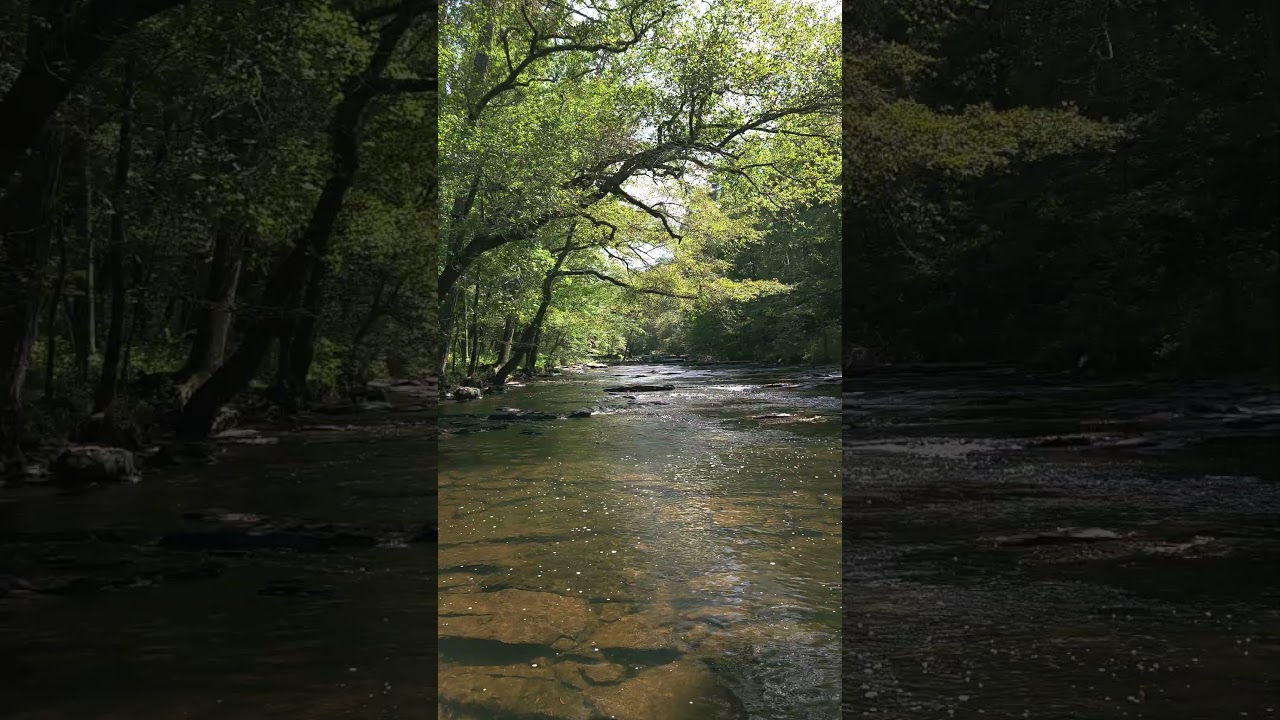 TREES 🌳 TRY TO CROSS OVER THE PEACEFUL CREEK, 