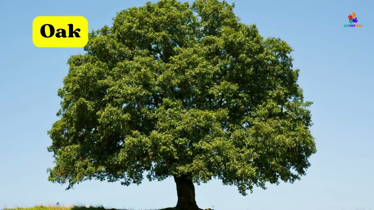 Different Types Of Trees Name In English With Picture | Tree Vocabulary | Trees & Plant Names