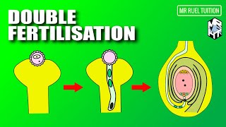 Formation of Pollen Tube, Male Gametes and Double Fertilisation