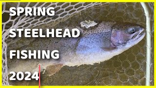 Ontario Spring Steelhead Fishing + BONUS Surprise Catch  2024