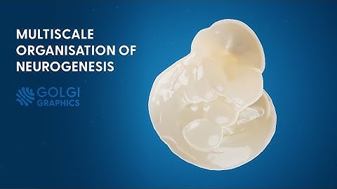 Multiscale Organisation of Neurogenesis