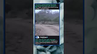 How Lions Outsmart a Buffalo Herd