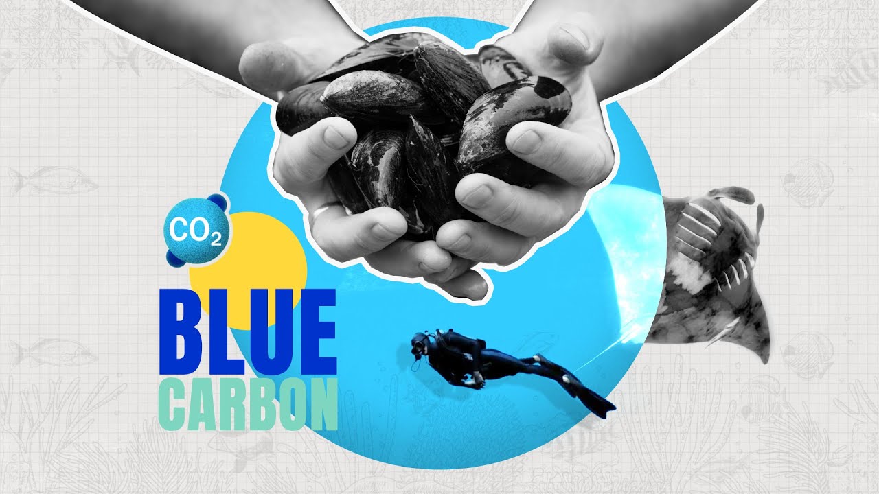 EDF EXPLAINS: What is Blue Carbon? 