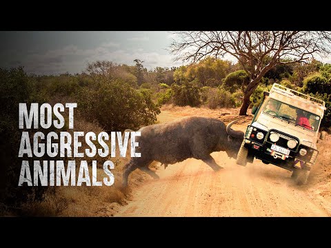 How to Survive the Most Aggressive Animals