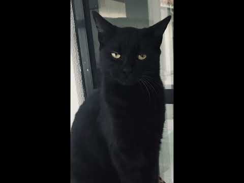 siyah kedileri seviyoruz
