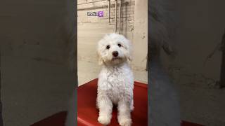 Dogs as PUPPIES vs NOW at dog daycare! #dogdaycare #dogshorts #puppies