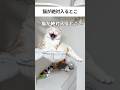 猫が絶対入ること🤣 #猫 #ねこ #猫動画 #ねこ動画 #猫あるある #猫好きさんと繋がりたい #ねこのいる生活 #ねこのいる暮らし #猫のいる暮らし #猫のいる生活