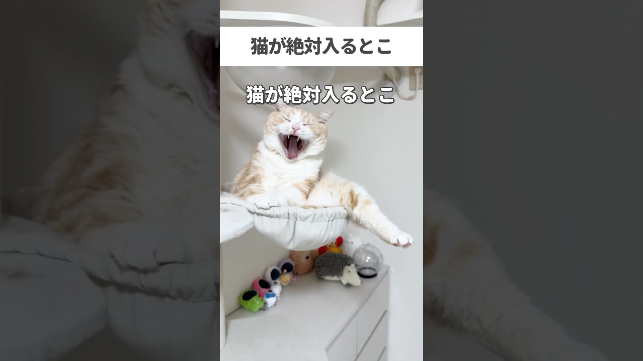 猫が絶対入ること🤣 #猫 #ねこ #猫動画 #ねこ動画 #猫あるある #猫好きさんと繋がりたい #ねこのいる生活 #ねこのいる暮らし #猫のいる暮らし #猫のいる生活