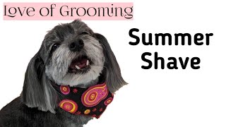 Summer Shave Down on a Morkie