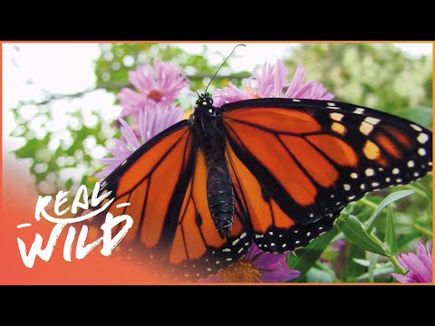 The Spectacular Life Of The Monarch Butterfly | Beauty On The Wing | Real Wild