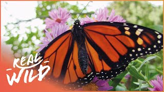The Spectacular Life Of The Monarch Butterfly | Beauty On The Wing | Real Wild