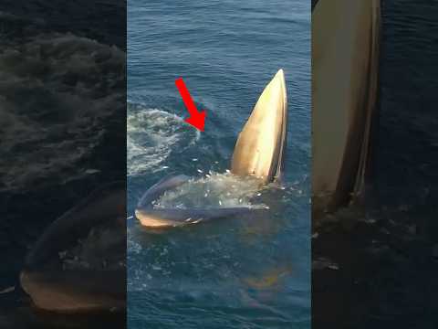 Why Do Blue Whales Have Such Tiny Throats