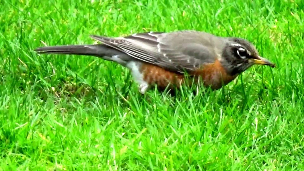 camera iphone 8 plus apk Cat watching the Robins in the back yard