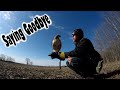 Falconry releasing my red tailed hawk  acr outdoors