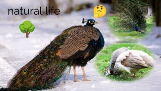 peacock natural life ll HD video ll 4k video