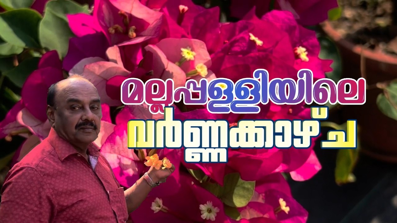 പടർന്ന് പന്തലിച്ച് ബൊഗൈൻ വില്ല; 40 വർഷത്തിലധികമായി ചെടിയെ പരിപാലിച്ച് സാജൻ | Pathanamthitta |