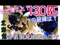 なぜ?130匹越えの多頭飼育崩壊が起こったワケ