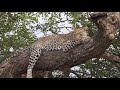 Leopard lazying in a tree