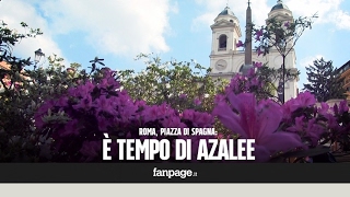 Roma, Con La Primavera Tornano Le Azalee Sulla Scalinata Di Trinità Dei Monti