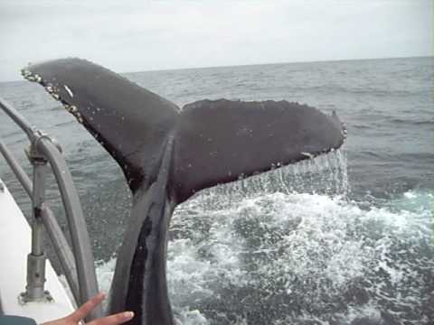 Watch Out! A Whale Tale (Tail)
