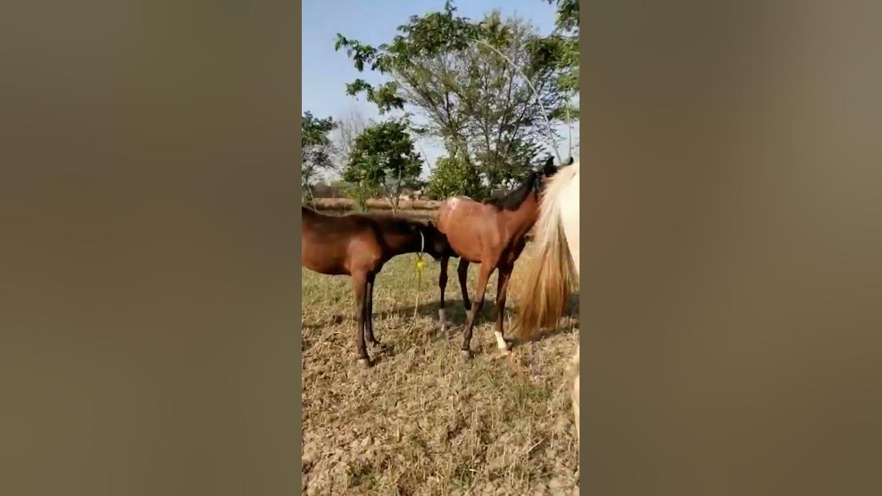 Baby Horse For Sale YouTube baby-horse-for-sale-youtube