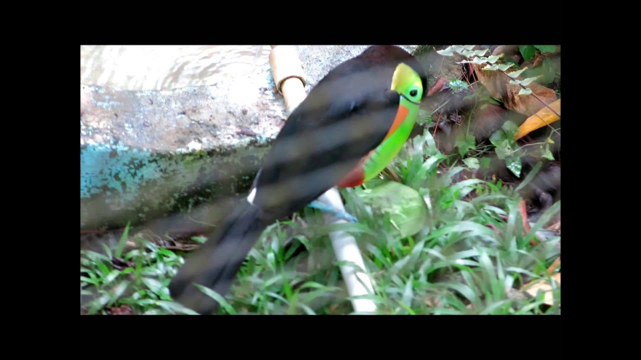 Swainson's Toucans at the Summit Zoo