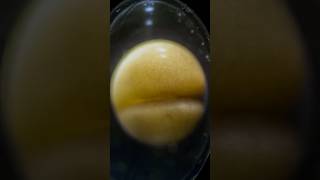 Download Lagu From one cell to a new organism! Life is Beautiful  ❤️  #animalfacts #cell #life MP3