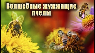 Мощные целительные звуки жужжания пчел