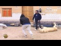 مساعد حماد في النومنيه زد رصيدك35