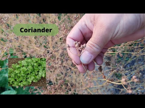 What is Coriander