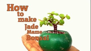 छोटा बोन्साई ऐसे शुरू करे /How to make jade Mame Bonsai/ Mammal Bonsai