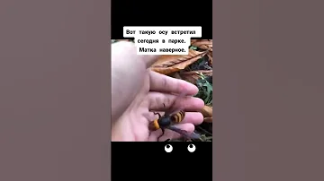 Я ПРИРУЧИЛ ОСУ!