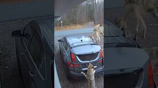 She Faded Demure Wolves Approached 6 7