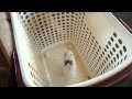 Mini baby bunny jumps out of laundry basket