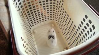 MINI BABY BUNNY JUMPS OUT OF LAUNDRY BASKET! Resimi