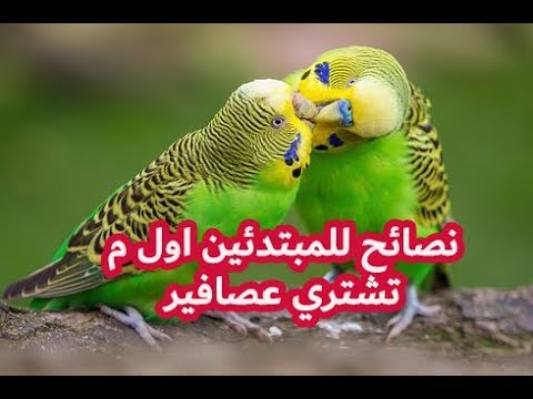 فيديو: طيور في المنزل. كيف نهتم؟