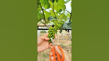 "Grape Fruit Pruning 🍇 | How to Get More & Better Grapes!" #fruit #grape #satisfying #pruning