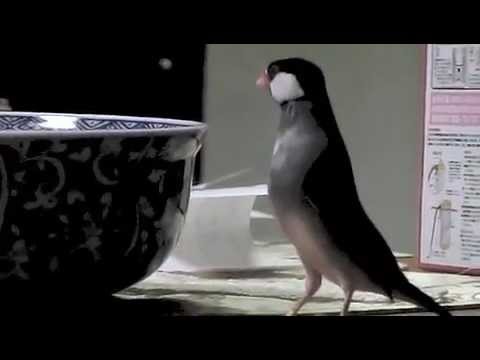 文鳥動画 Java sparrow 桜文鳥ほーちゃんの探し物