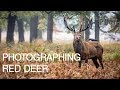 Photographing Deer