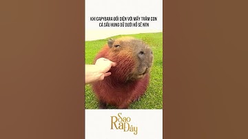 KHI CAPYBARA ĐỐI DIỆN VỚI MẤY TRĂM CON CÁ SẤU HUNG DỮ DƯỚI HỒ SẼ NTN