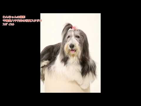 ビアデットコリー 犬と家族写真の写真館 千葉県