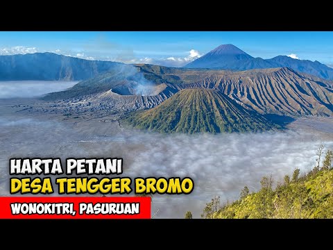 HARTA PETANI GUNUNG BROMO !! SUASANA DESA SUKU TENGGER BROMO - Cerita Desa Ngadas, Bromo, Jawa Timur